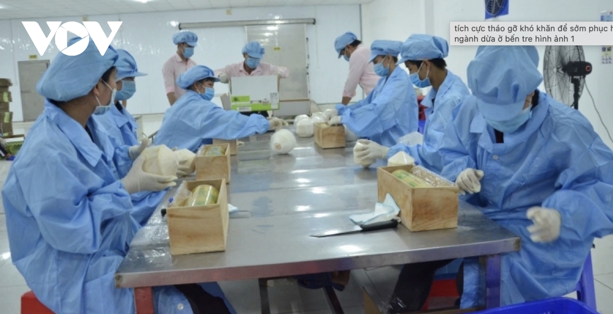 Vietnam ranks among world’s top five coconut exporters
